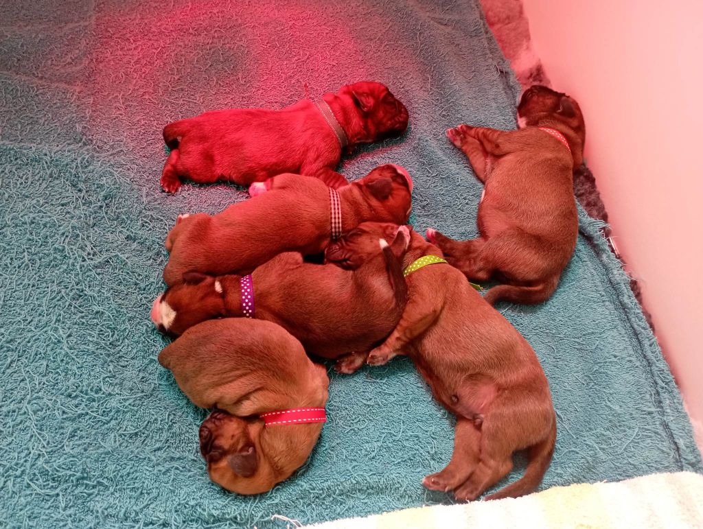 chiot Boxer Des Plumes De L'attrape-rêve