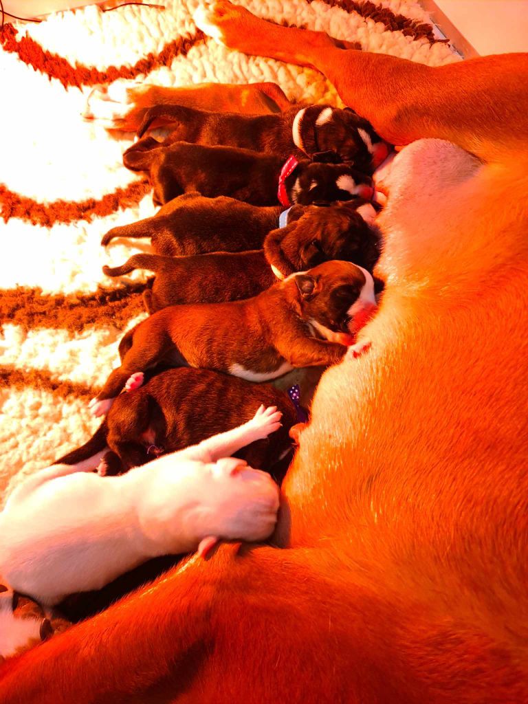 chiot Boxer Des Plumes De L'attrape-rêve